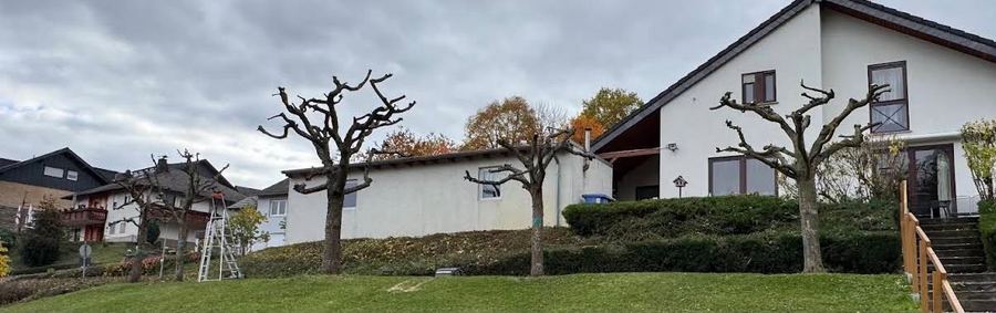 Radikal zurückgeschnittene Obstbäume im Hausgarten mit aufgeschichtetem Schnittgut und Leiter am Hang.