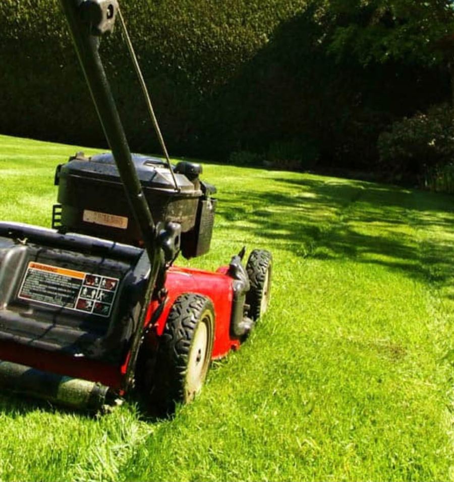 Benzin-Rasenmäher mit Fangkorb auf frisch gemähtem Rasen vor einer hohen Hecke.